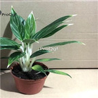 29usd ngryise 1 set Aglaonema commutatum Pseudo bracteatum White Raj plant