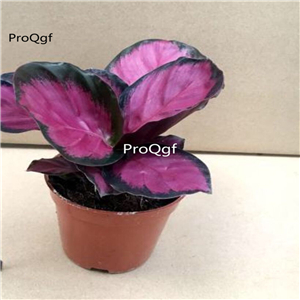 29usd ngryise 1 set Maranta arundinacea  plant