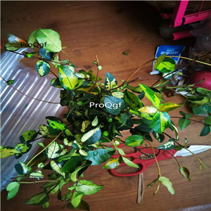 29usd ngryise 1 set Trachelospermum asitaticum plant