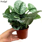 29usd Ngryise 1Pcs A Set Scindapsus pictus Argyraceus plant