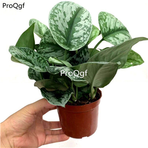 29usd Ngryise 1Pcs A Set Scindapsus pictus Argyraceus plant