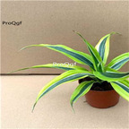 29usd Ngryise 1Pcs A Set Dracaena deremensis Roehrs Gold