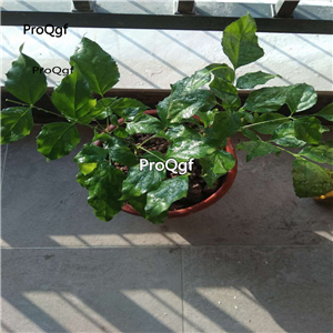 19usd Ngryise 3pcs Radermachera sinica plant
