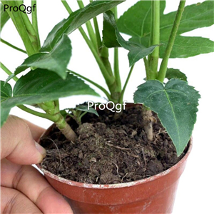 29usd Ngryise 1Pcs A Set Fatsia japonica plant