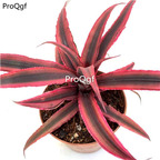 29usd Ngryise 1pcs Cryptanthus acaulis plant