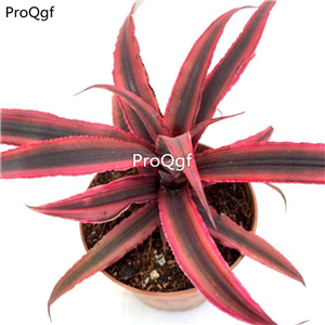 29usd Ngryise 1pcs Cryptanthus acaulis plant