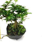 29usd ngryise 1pcs Carmona microphylla plant