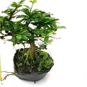 29usd ngryise 1pcs Carmona microphylla plant