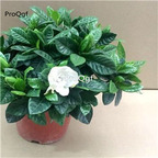 29.9usd ngryise 1pcs Gardenia jasminoides plant
