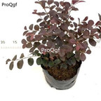 29.9usd ngryise 1pcs Loropetalum chinense plant