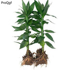 29usd Ngryise 2Pcs A Set Bambusa multiplex plant