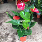 29usd ngryise 1 set Anthurium andraeanum plant