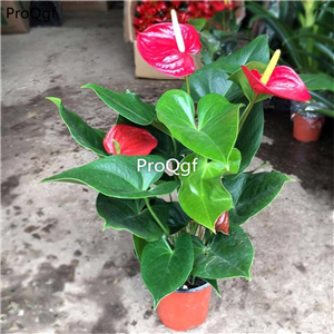 29usd ngryise 1 set Anthurium andraeanum plant