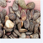 29.9usd Ngryise 500Pcs A Set white watermelon seed