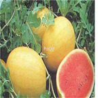 29.9usd Ngryise 500Pcs A Set yellow watermelon seed