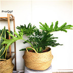 25usd ngryise 5pcs Philodendron bipinnatifidum plant