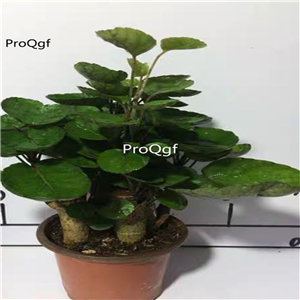 29usd ngryise 1pcs  Polyscias balfouriana plant