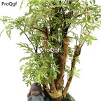 29.9usd ngryise 1pcs Polyscias fruticosa plant