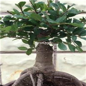 29.9usd Ngryise 1Pcs A Set Ulmus parvifolia plant