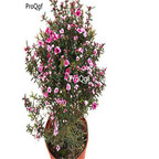 29.9usd Ngryise 500Pcs A Set Leptospermum scoparium seed