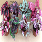 29.9usd Ngryise 1Pcs A Set random color Begonia rex plant