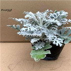 19.9usd ngryise 3pcs Jacobaea maritima plant