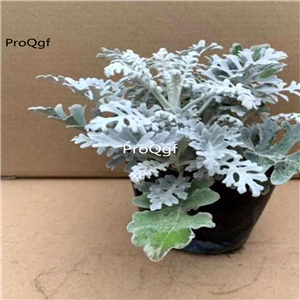 19.9usd ngryise 3pcs Jacobaea maritima plant