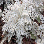 29.9usd Ngryise 500Pcs A Set Jacobaea maritima seed