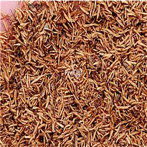 29.9usd Ngryise 500Pcs A Set Jacobaea maritima seed