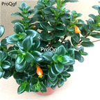 29.9usd ngryise 1pcs Nematanthus wettsteinii plant