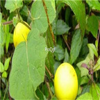 29.9usd ngryise 500pcs Solanum xanthocarpum  seed