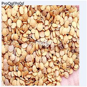 29.9usd ngryise 500pcs Solanum xanthocarpum  seed