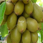 29.9usd Ngryise 3000Pcs A Set Hort16A kiwi fruit seed