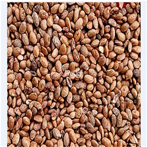 29.9usd Ngryise 3000Pcs A Set Hort16A kiwi fruit seed