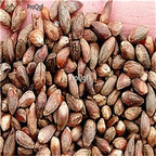 29.9usd Ngryise 500Pcs A Set Chamaecyparis pisifera seed