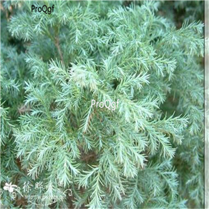 29.9usd Ngryise 500Pcs A Set Chamaecyparis pisifera seed