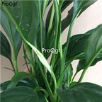 29.9usd Ngryise 1Pcs A Set Spathiphyllum kochii plant