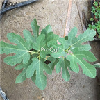 29.9usd Ngryise 1Pcs A Set Ficus carica plant
