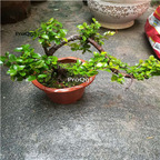 99usd Ngryise 1Pcs A Set Sageretia theezans plant