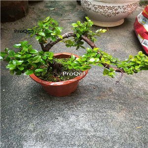 99usd Ngryise 1Pcs A Set Sageretia theezans plant