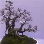 39.9usd Ngryise 500Pcs A Set Sageretia theezans  seed