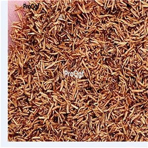 39.9usd Ngryise 500Pcs A Set Sageretia theezans  seed