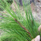 15usd Ngryise 200Gram A Set fresh pine needle