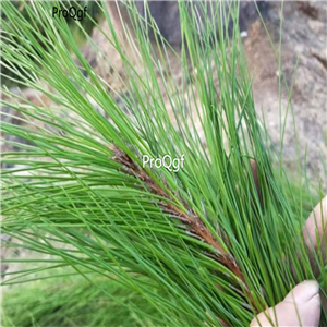 15usd Ngryise 200Gram A Set fresh pine needle