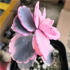 19.9usd ProQgf 3Pcs A Set  Kalanchoe fedtschenkoi plant