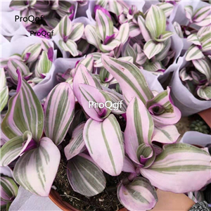 39usd Ngryise 1 Set oil painting Chlorophytum plant