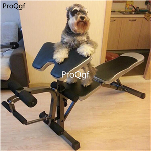 299usd Ngryise 1 Set many function dog like stay at home weight bench lifting