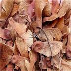 19usd Ngryise 1000pcs a set maple tree pot potted seed