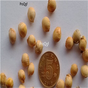 19usd Ngryise 1000Pcs A Set Cherry fruit seed