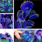 19usd Ngryise 1000pcs a set blue venus fly trap seed